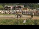 Au zoo de Thoiry, un séjour singulier en tête à tête avec des éléphants