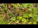 Frelon asiatique : la bête noire (et jaune) des apiculteurs
