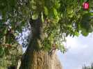 Arbres remarquables du Gers : le chêne tricentenaire de Saint-Elix-Theux