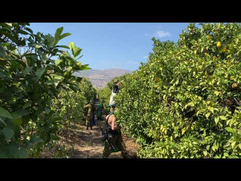 Israeli soldiers volunteer to pick oranges with farmers in northern Israel