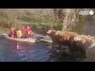 VIDEO. Avec leurs kayaks, ils sauvent 50 vaches piégées par la montée des eaux près de Nantes