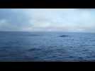 VIDÉO. Transat Jacques Vabre : la rencontre magique de Loison et Jossier avec une baleine