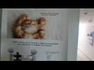 Val-de-Reuil. Un vaccin contre l'allergie aux chats en cours de développement