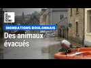 Évacuation d'animaux à Saint-Étienne-au-Mont après les inondations