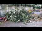 VIDÉO. Après la tempête Ciaran, des dégâts importants dans le jardin des plantes de Coutances