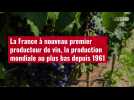 VIDÉO. La France à nouveau premier producteur de vin, la production mondiale au plus bas depuis 1961