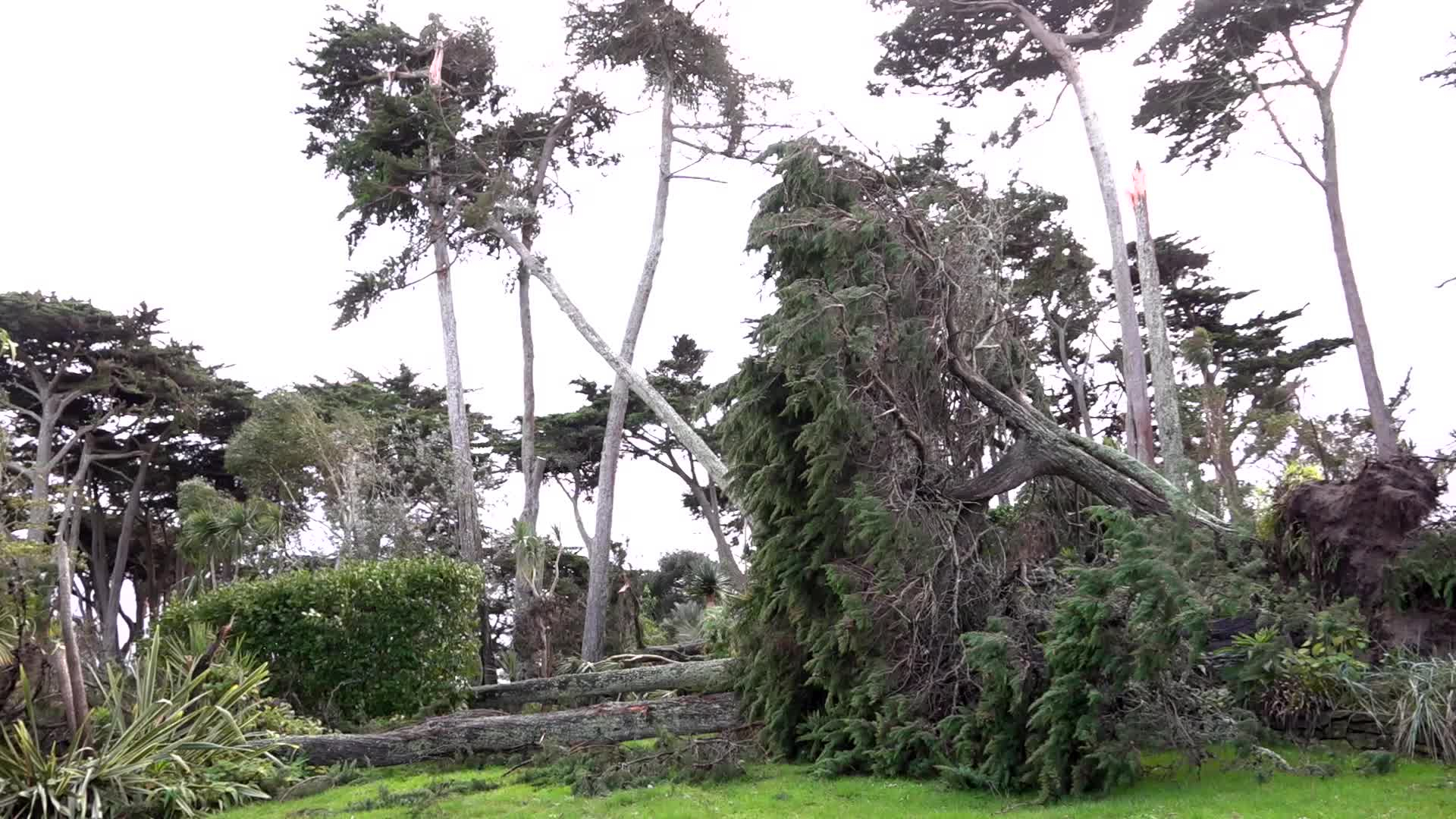 Sur l'île de Batz, les images du jardin Georges-Delaselle dévasté par la tempête [Vidéo]