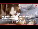 Le chien de Gaëlle Garcia Diaz sauvagement agressé - Ciné-Télé-Revue