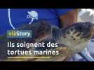 Le CESTMed, au secours des tortues marines en Méditerranée