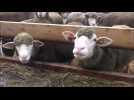 Péronne-en-Mélantois : les élevages de la ferme du Rumetz