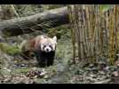 VIDÉO. Disparu du zoo après la tempête Ciaran, le panda roux a été retrouvé