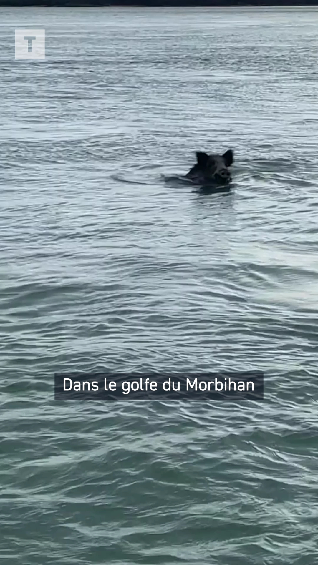 Dans le golfe du Morbihan, il filme un sanglier qui rejoint Gavrinis à la nage [Vidéo]