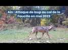 Ain : attaque de loup sur une biche au col de la Faucille