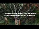 La tempête Ciaran détruit 80% de la forêt Saint-Patrice-de-Claids dans la Manche