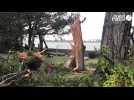 VIDÉO. Une mini-tornade fait tomber 150 arbres en 30 secondes à Penboc'h, à Arradon