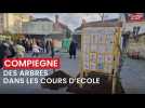 Des arbres dans les cours d'école de Compiègne