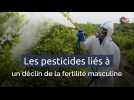 Les pesticides liés à un déclin de la fertilité masculine