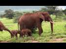 VIDEO. Rare naissance de jumelles éléphants