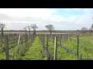 Bretagne : La vigne gagne du terrain