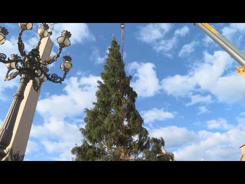 Vatican puts up Christmas tree in St. Peter's Square