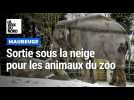La vie des animaux du zoo de Maubeuge en hiver