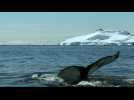 Des baleines à bosse nagent dans les eaux de l'Antarctique