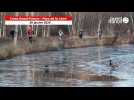 VIDÉO. Cross Ouest-France - Pays de la Loire : canards et coureurs n'ont pas froid au pattes !