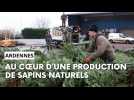 Au coeur d'une production de sapins naturels dans les Ardennes