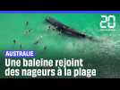 Australie : Une baleine rejoint des nageurs au bord de la plage #short