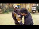 VIDÉO. Au Bioparc de Doué-la-Fontaine, les manchots sont capturés pour être vaccinés contre la grippe aviaire