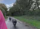 VIDEO. En Vendée, ce triathlète se fait accompagner par des sangliers pendant son footing