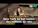 New York est en train de gagner sa guerre contre les rats (en les gazant)