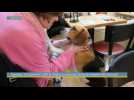 Insolite : Un premier café à chiens toulousain dans le respect de l'animal