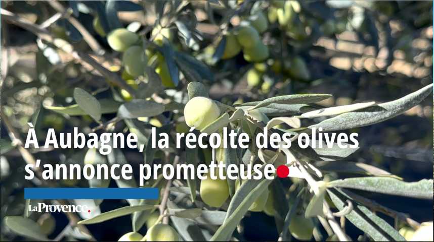 VIDEO. Une troisième cuvée d’huile d’olive pour la famille Pieri à Aubagne