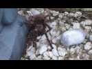 Un habitant de l'Eure découvre une mygale dans son jardin