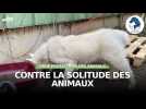 Contre la solitude animale