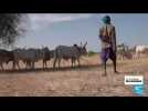 Au Sahel, des chercheurs tentent de réduire le bilan carbone du bétail