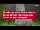 VIDÉO. Gironde: sept chiots dérobés dans un élevage de husky, les propriétaires lancent un appel