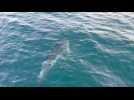 Un grand dauphin filmé au large de Leucate dans l'Aude le mardi 12 décembre 2023.