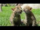 Newborn leopard cubs make debut at Peruvian Zoo