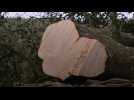 Un adolescent britannique tronçonne un arbre centenaire iconique au Royaume-Uni