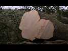 Un adolescent britannique tronçonne un arbre centenaire iconique au Royaume-Uni