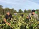 VIDEO. Des vendanges au verre, un an dans un vignoble du muscadet près de Nantes