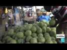 Sénégal : la pastèque pour diversifier les cultures des agriculteurs