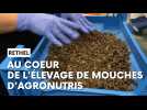 Ardennes: au coeur de l'élevage de mouches d'Agronutris à Rethel
