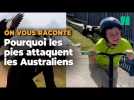 En Australie les pies attaquent les passants et les cyclistes, mais ce n'est pas gratuit