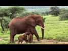 Kenya: rare naissance d'éléphants jumeaux