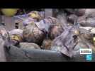 Côte d'Ivoire : le boom des fermes d'escargots géants