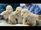 Venezuela: naissance de trois lionceaux blancs, une première dans le pays