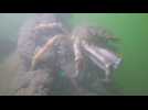 Côte belge : un récif de moules pour lutter contre l'érosion côtière